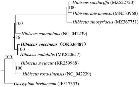 Full Article The Complete Chloroplast Genome Sequence Of Hibiscus