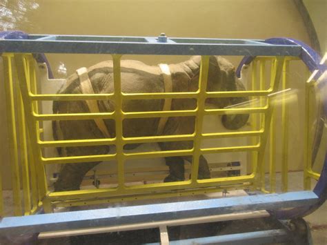 Elephant Crush Model Zoochat