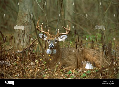 White Tailed Deer Odocoileus Virginianus Male Bedded Down In Fall