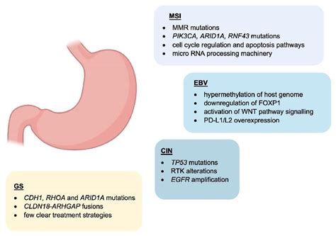 Immunotherapy In Gastric Cancer Management Encyclopedia Mdpi