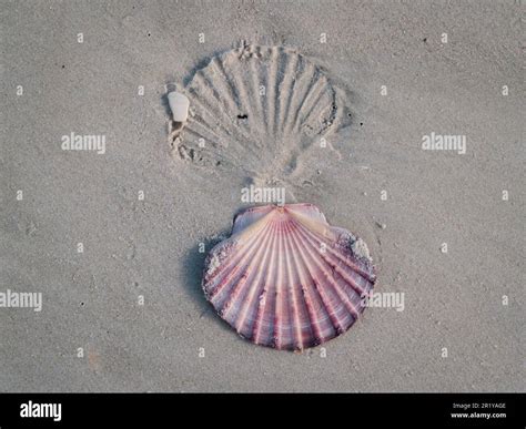 Pecten Novaezealandiae Hi Res Stock Photography And Images Alamy