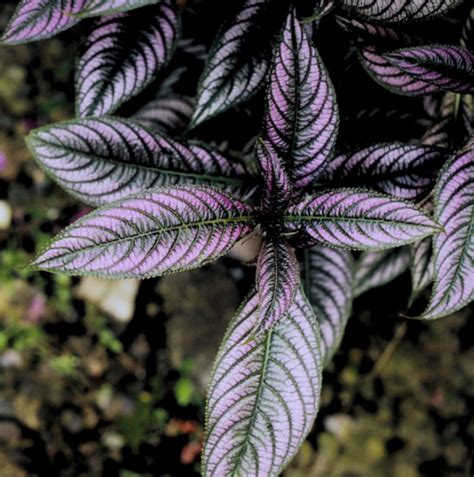 12+ Dark Leaf Plants - AllisterMaolisa