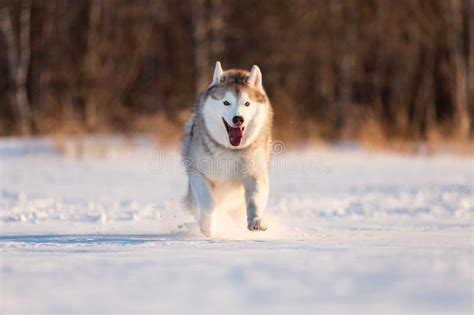 Husky Siberiano Beige Y Blanco Loco Feliz Y Lindo De La Raza Del Perro