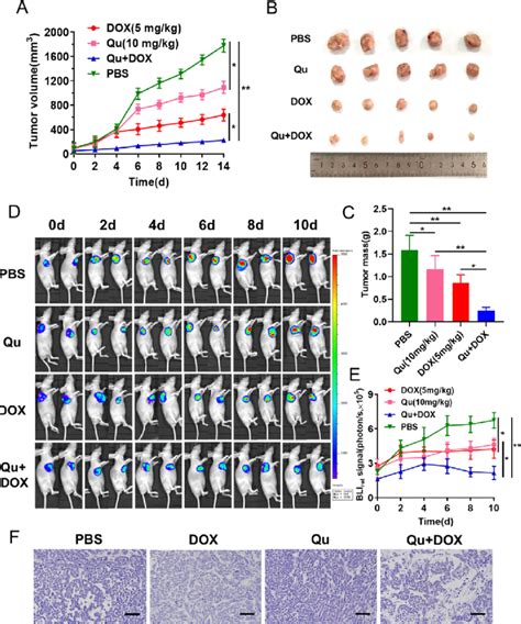 Qu Increased The Anti Tumor Efficacy Of Dox In The Treatment Of