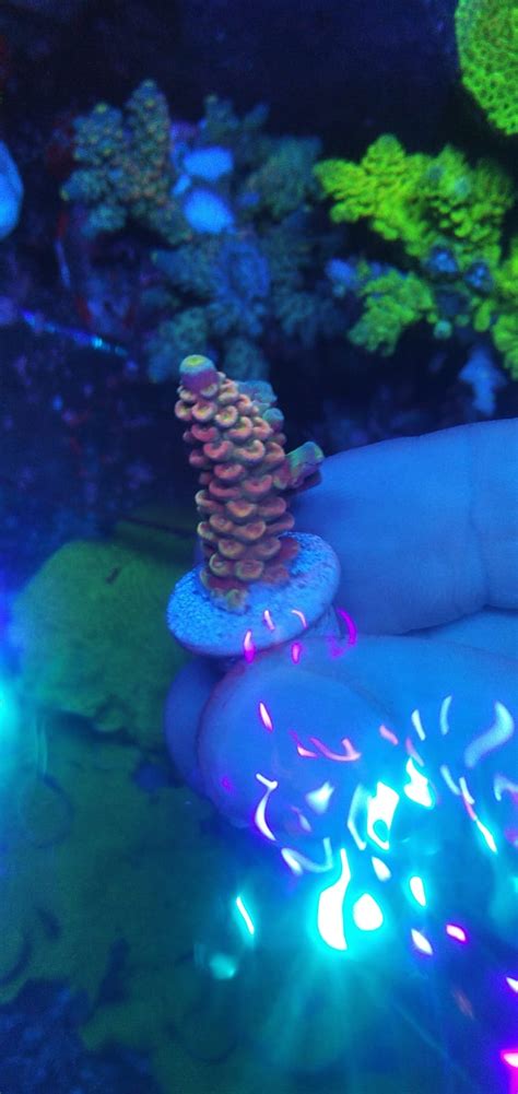 Acropora Walt Disney Pink Wysiwyg Communitycorals