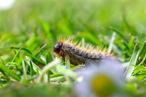 Invasion Des Chenilles Processionnaires Astuces Naturelles Et