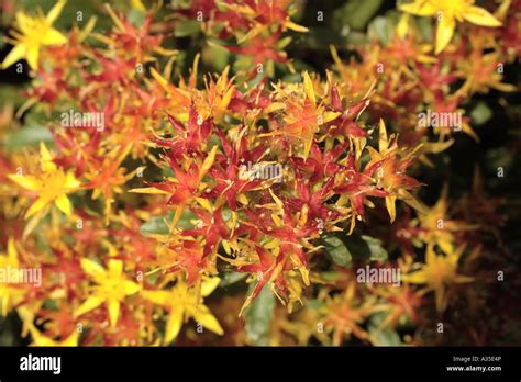 Creeping Sedum Hi Res Stock Photography And Images Alamy