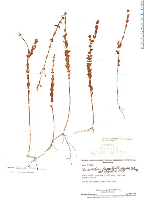 Macairea lasiophylla Herbário Rapid Reference The Field Museum