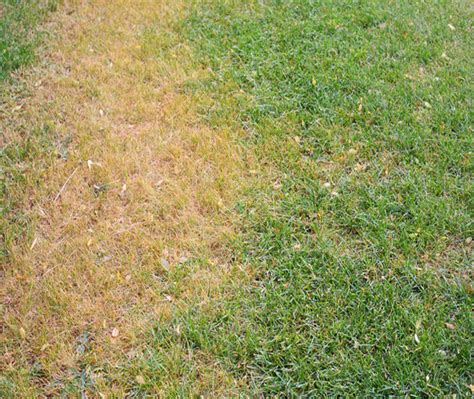 Chinch Bugs What They Are And How To Prevent Them Superior Lawn Care