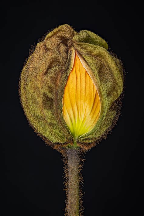 Macro Focus Stacking Tina Dorrans GRIPS