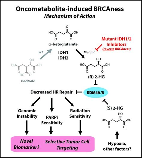 AACR Annual Meeting 2017: Challenging the Dogma of Treating IDH-mutant ...