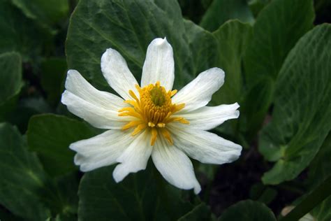 Caltha leptosepala (Ranunculaceae) image 39595 at PhytoImages.siu.edu