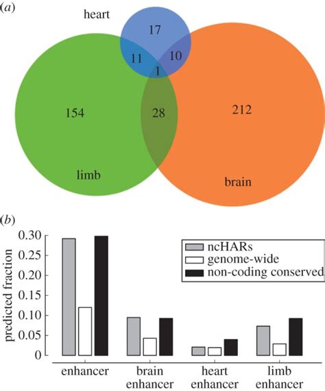 Predicted Nchar Enhancers And Their Tissues Of Activity A We Applied