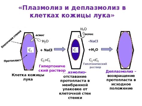 Плазмолиз в клетках кожицы лука описание - фото