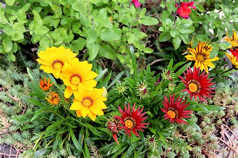 Gazania Flowers Plants Free Photo On Pixabay Pixabay