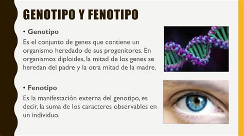 Ppt Clase Genetica Y Herencia Powerpoint Presentation Free Download