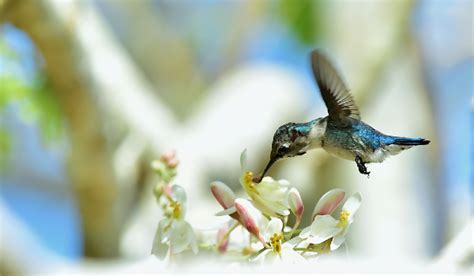 Bee Hummingbird - Facts, Size, Diet, Pictures - All Animal Facts