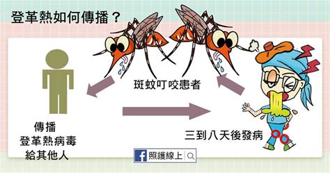 登革熱嚴重恐致死！3分鐘讓你快速了解症狀與防治！（懶人包） Cmoney