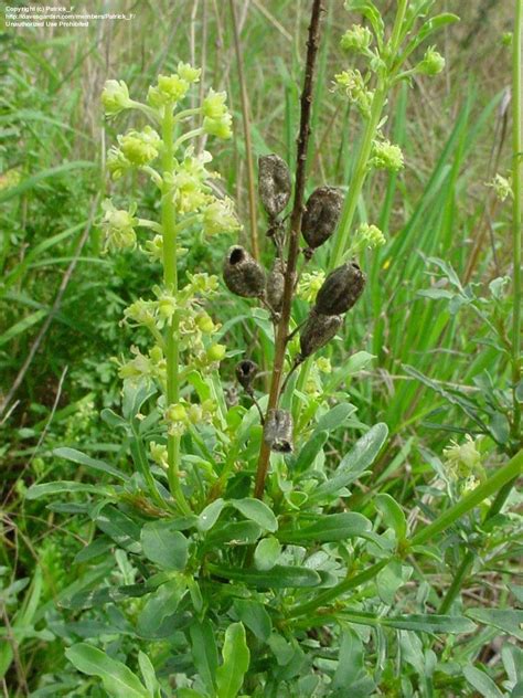 Plantfiles Pictures Reseda Species Wild Mignonette Yellow Mignonette