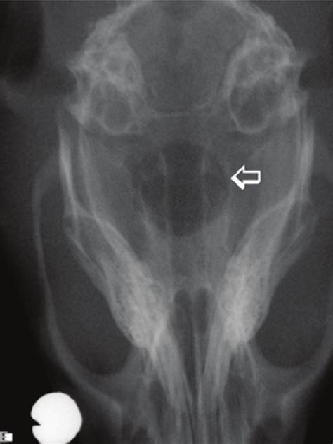 Radiographic Aspect Of The 8 Mm Critical Size Bone Defect CSBD Made