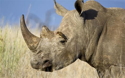 Rhinoceros Wallpapers - Wallpaper Cave