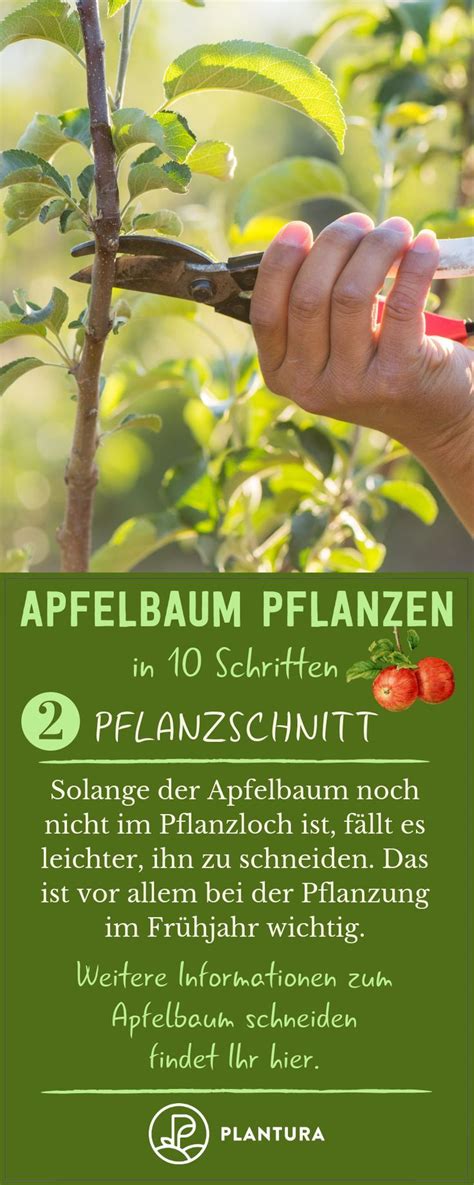 Apfelbaum pflanzen Anleitung in 10 Schritten Apfelbäume pflanzen