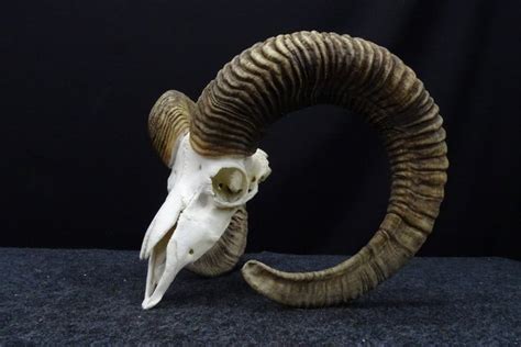 Mouflon Skull Ovis A Musimon 453030 Cm Non CITES Catawiki