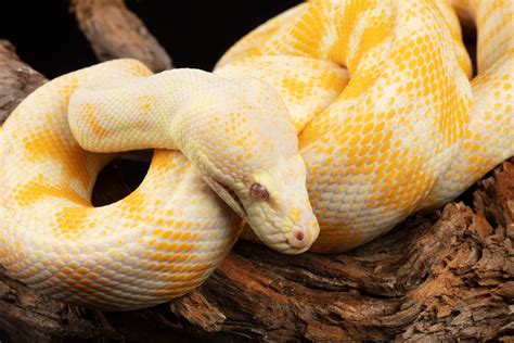 Albino Darwin Carpet Python Etsy