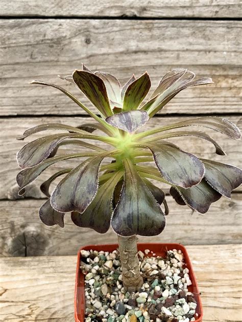 Shpr Aeonium Arboreum V Rubrolineatum