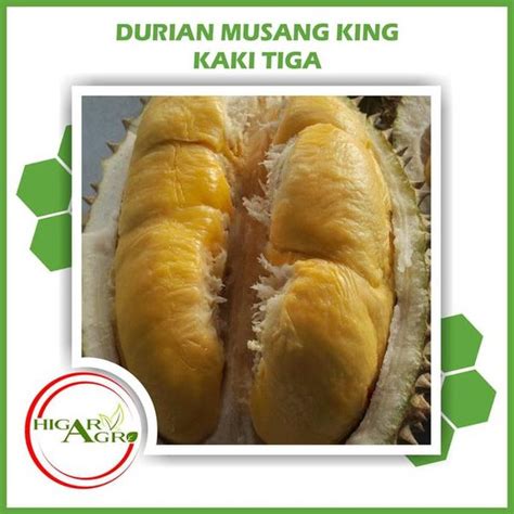 Jual TERBAIK BIBIT TANAMAN BUAH DURIAN MUSANG KING KAKI TIGA Di Lapak