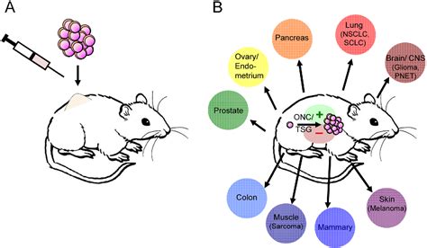 Figure 1 From Genetically Engineered Mouse Models Of Cancer Reveal New