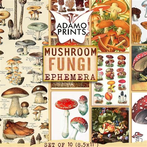 Vintage Mushroom Art Etsy