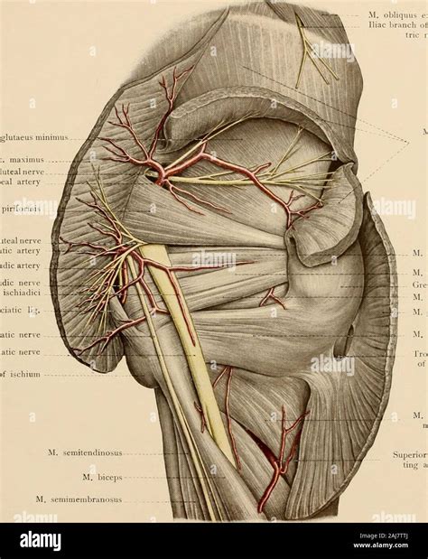 Superior Gluteal Nerve