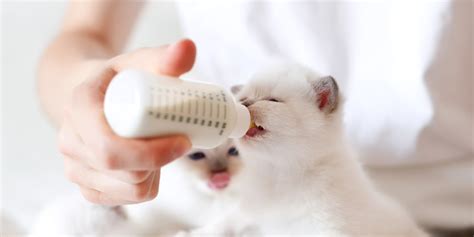 The Complete Guide to Bottle Feeding Kittens - Cats.com