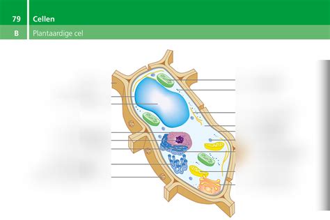 Diagram Plantaardige Cel Quizlet