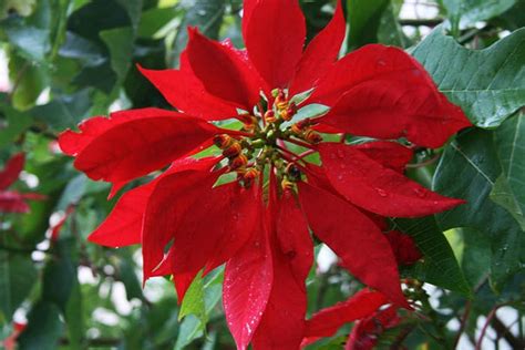 Nochebuena Flor Endémica De México Noro