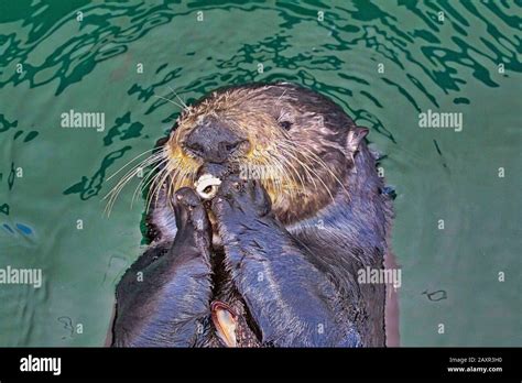 Sea otter eating hi-res stock photography and images - Alamy