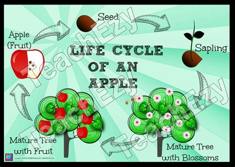 The Life Cycle Of An Apple