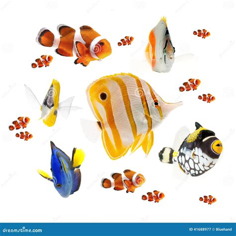 Summer Tropical Reef Fish Collection Isolated On White Background Stock