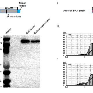 Characterization Of The Wildtype WT And Omicron BA 1 PreS Protein