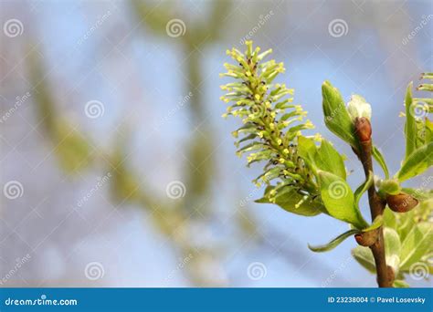 New Leaflets And Blossom On Branch Of Pussy Willow Stock Photo Image