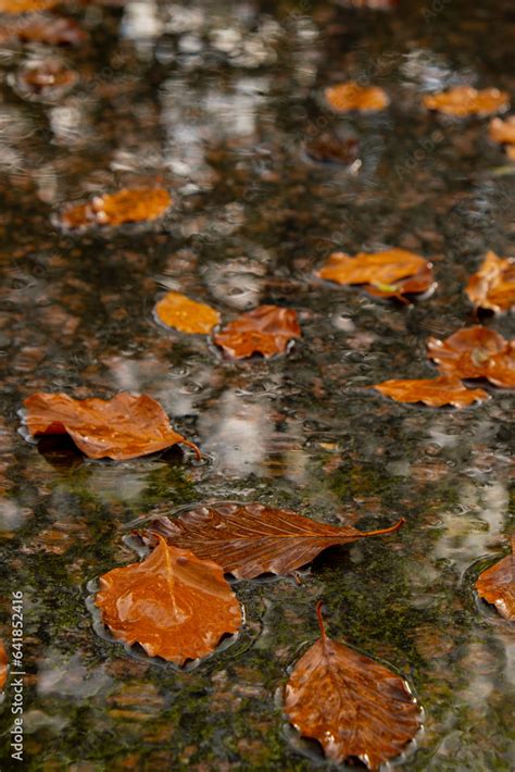 Fall Raindrops Falling Into Puddle With Autumnal Leaves Hello Fall