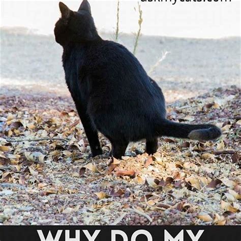 Why does my cats gas smell so bad? - DIY Seattle