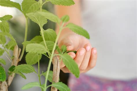 Vista Detallada De La Mano De Una Chica Latina Tocando Las Hojas De Una Planta Verde Con Los