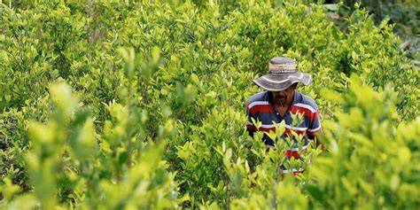 Drástica reducción en la erradicación de cultivos de coca en el primer