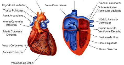 Cardiopatias Anatomia De Corazon