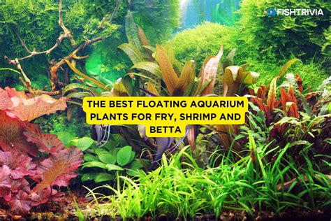 Best Floating Aquarium Plants For Beginners Java Moss Live