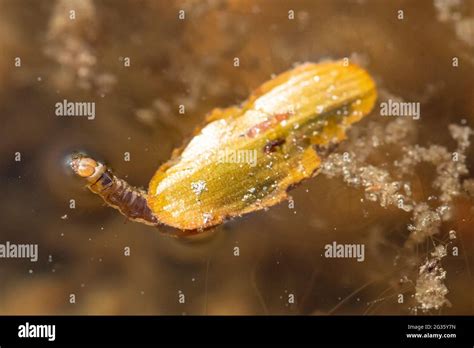 Caddisfly larva trichoptera fotografías e imágenes de alta resolución