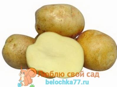 Сорта картофеля описание и фото. Продолжение II