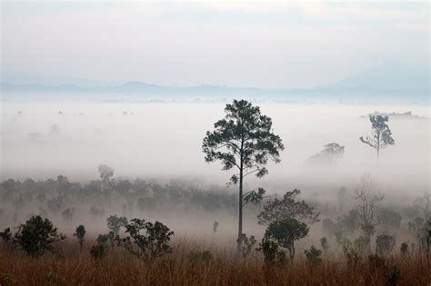 Nevoeiro Na Floresta No Parque Nacional Thung Salang Luang